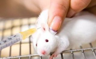 怎么制备氯化锰致大鼠帕金森病动物模型？