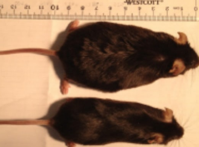 【动物实验】-研究发现摄入高脂肪食物后失去嗅觉的小鼠体重不会明显增加