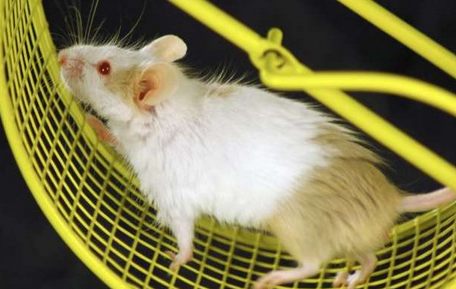 【动物实验】-小鼠的研究表明，即使你的骨头都有可能变胖