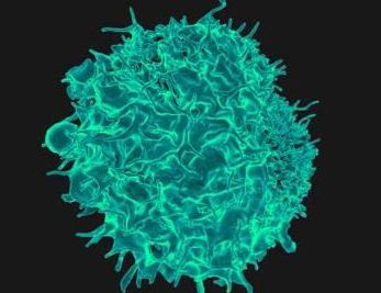 增强机体的免疫记忆来降低癌症复发率新思路