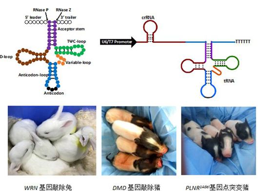 什么时候首列CRISPR/Cpf1基因编辑家兔和猪模型完成？-【动物造模】