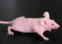 【动物造模】-T淋巴细胞缺陷动物模型？