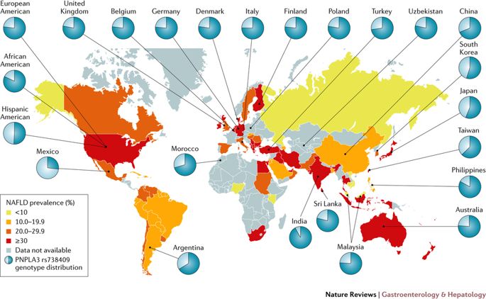 动物造模_什么是非酒精性脂肪性肝病动物模型？
