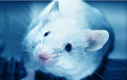 科学家通过动物造模发现防治1型糖尿病新方法