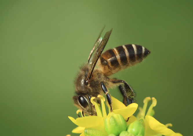 【动物造模】-昆虫毒液可被用于开发抗癌药物？