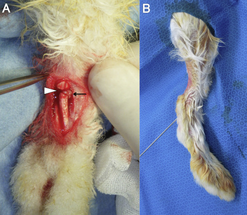 【动物造模】-富血小板血浆对兔跟腱愈合的影响