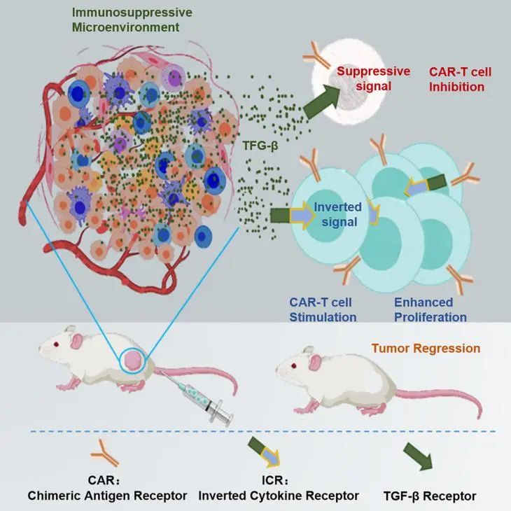 总 IF 超 130!北大邓宏魁团队连发 10 篇高水平研究,肠癌、肝衰竭、CAR-T……