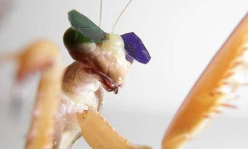【动物实验】-3D眼镜证实螳螂具备立体视觉