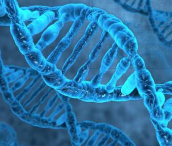 【动物实验】-基于基因的因子VIIa可预防血友病动物的出血事件
