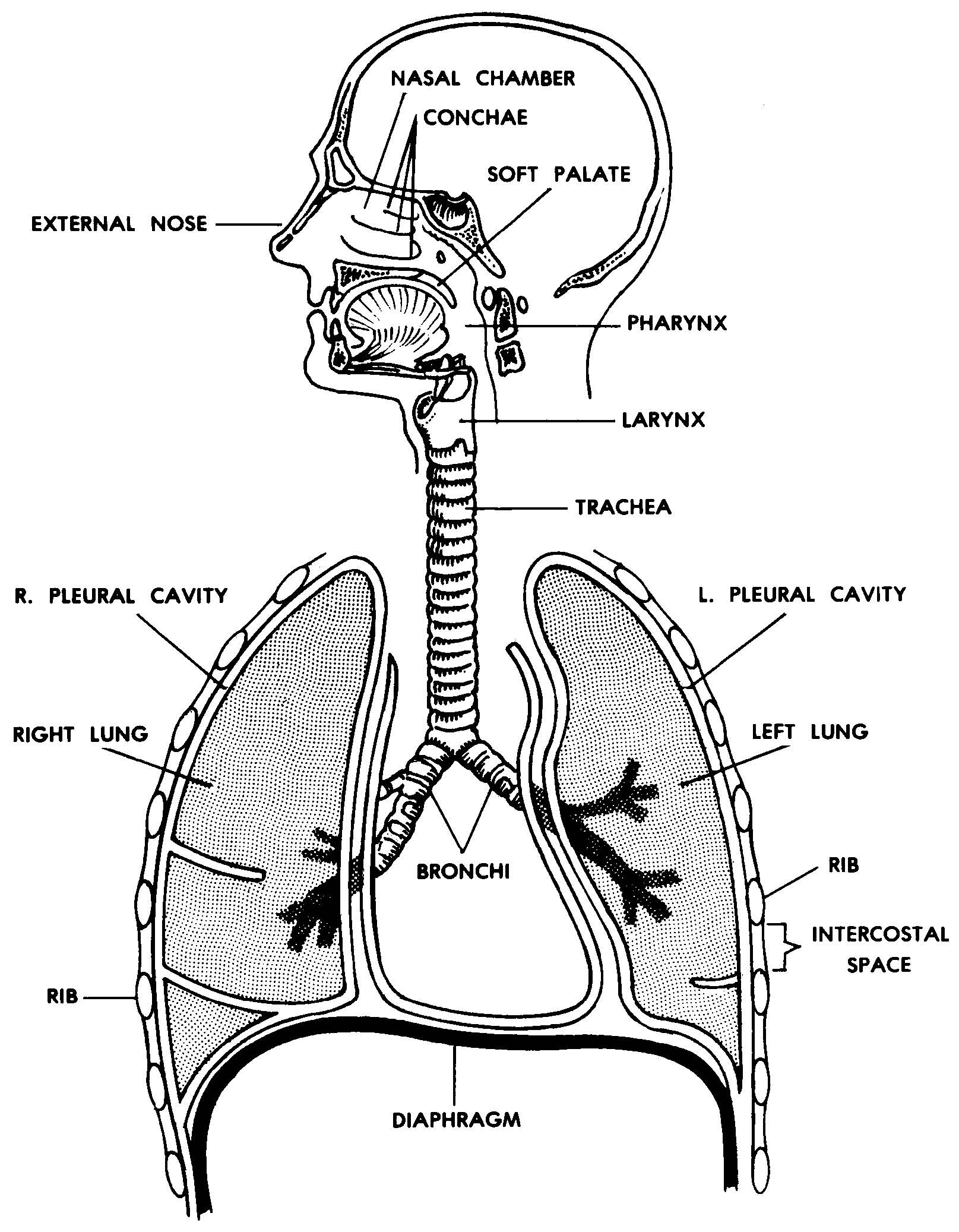 呼吸系统疾病