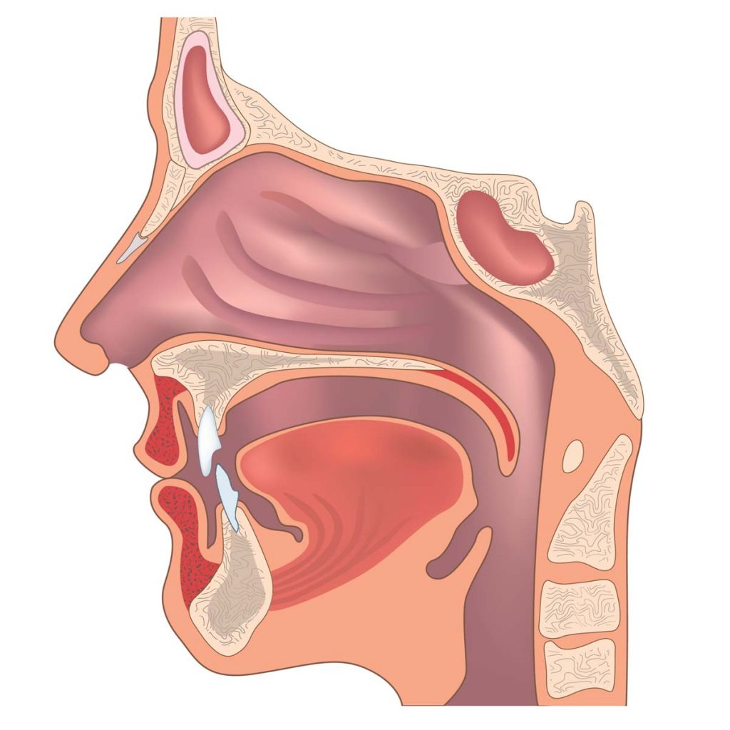 口耳鼻咽喉相关系统疾病