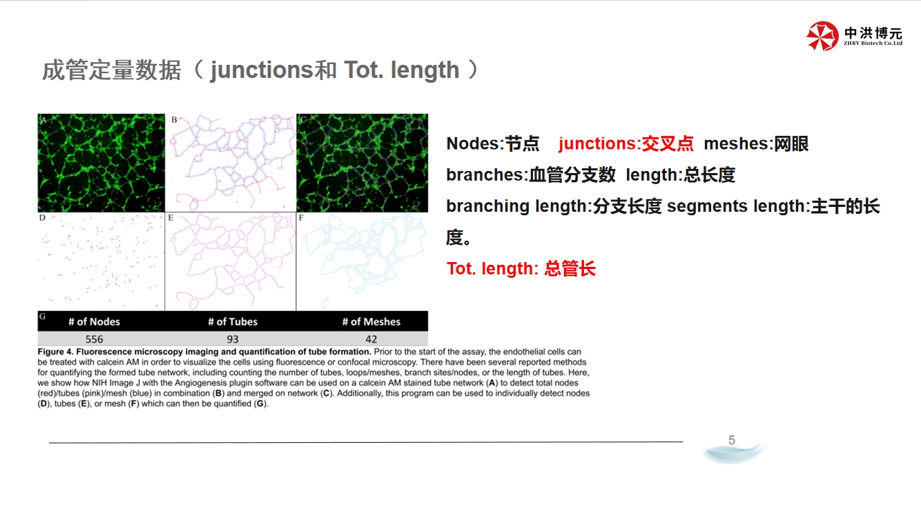 成管定量数据（ junctions和 Tot. length ）