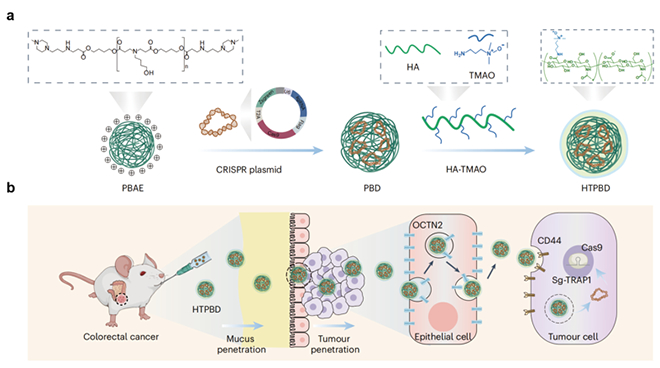 Chinese scholars have made progress in the field of oral gene editing materials